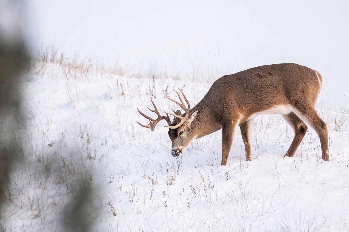 Finding Late-Season Food Sources