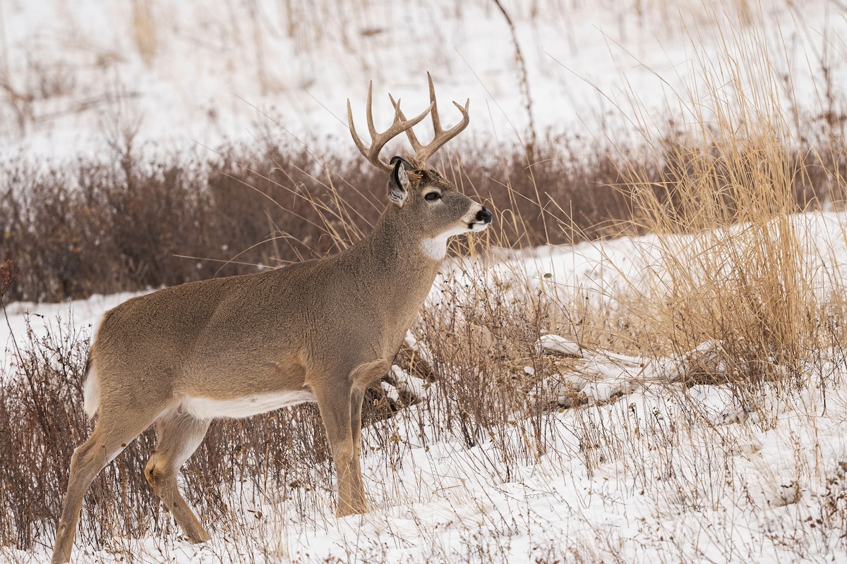 Finding Late-Season Food Sources