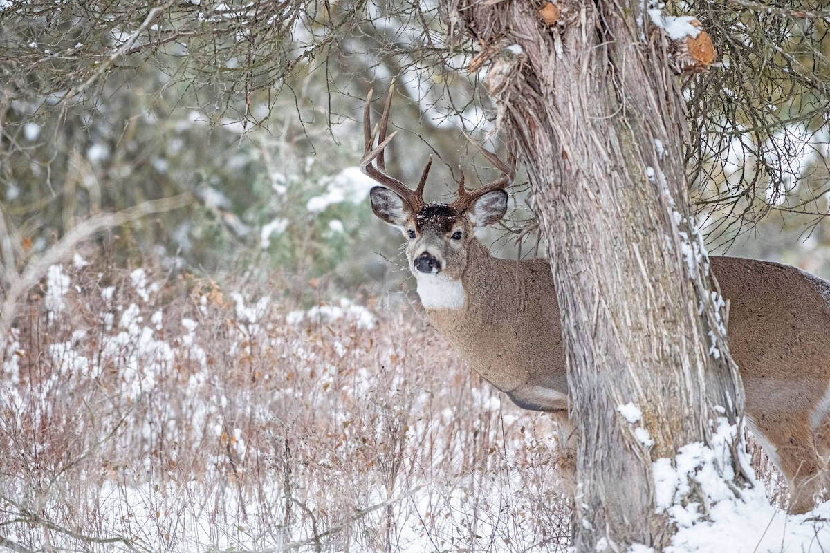 Finding Late-Season Food Sources