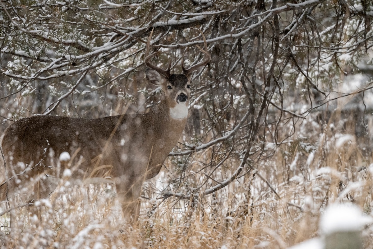Late Season Deer Hunt 2