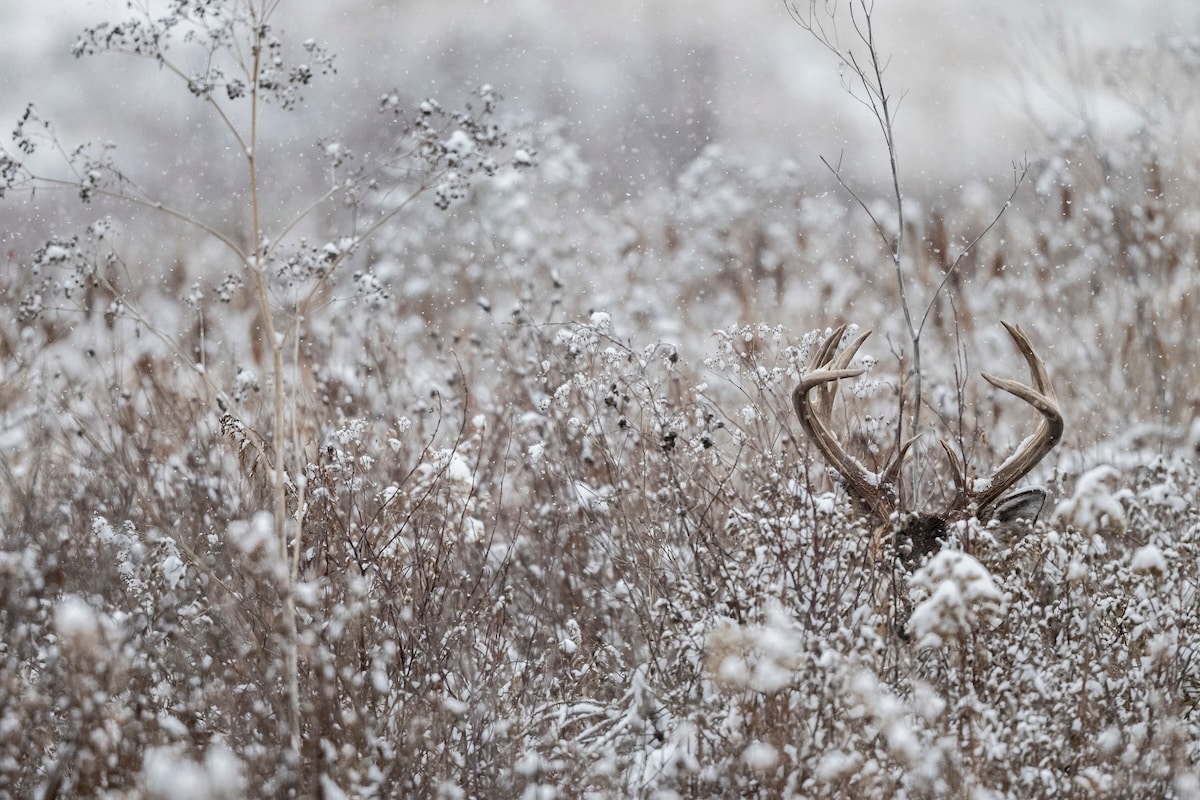 Late Season Deer Hunt 5