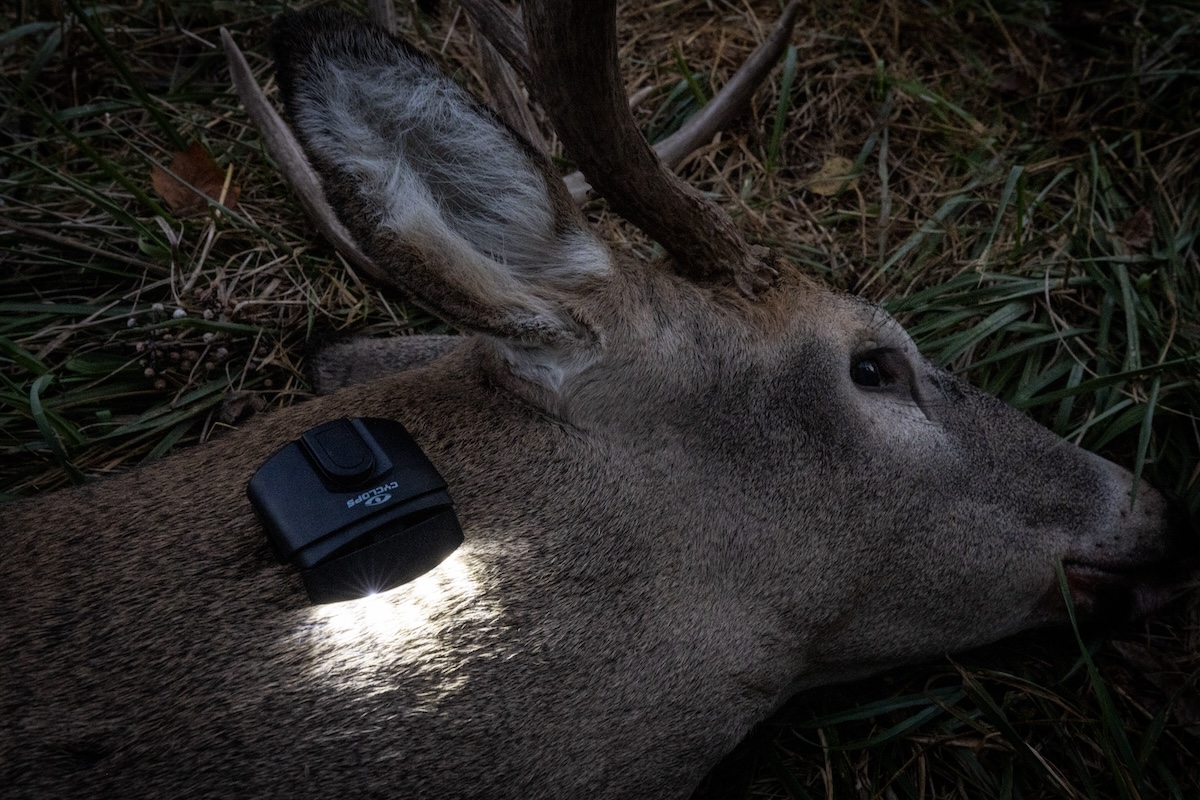 Late Season Western Whitetails