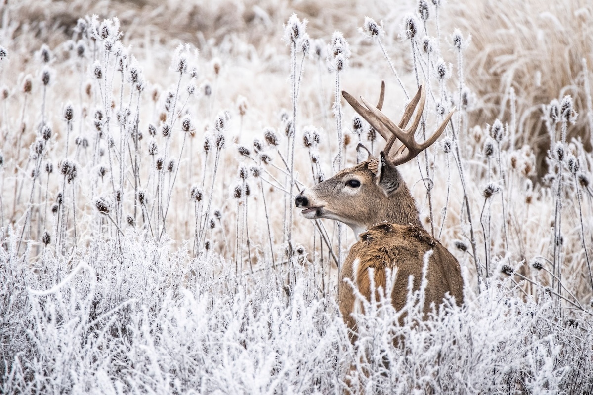 Late Season Western Whitetails