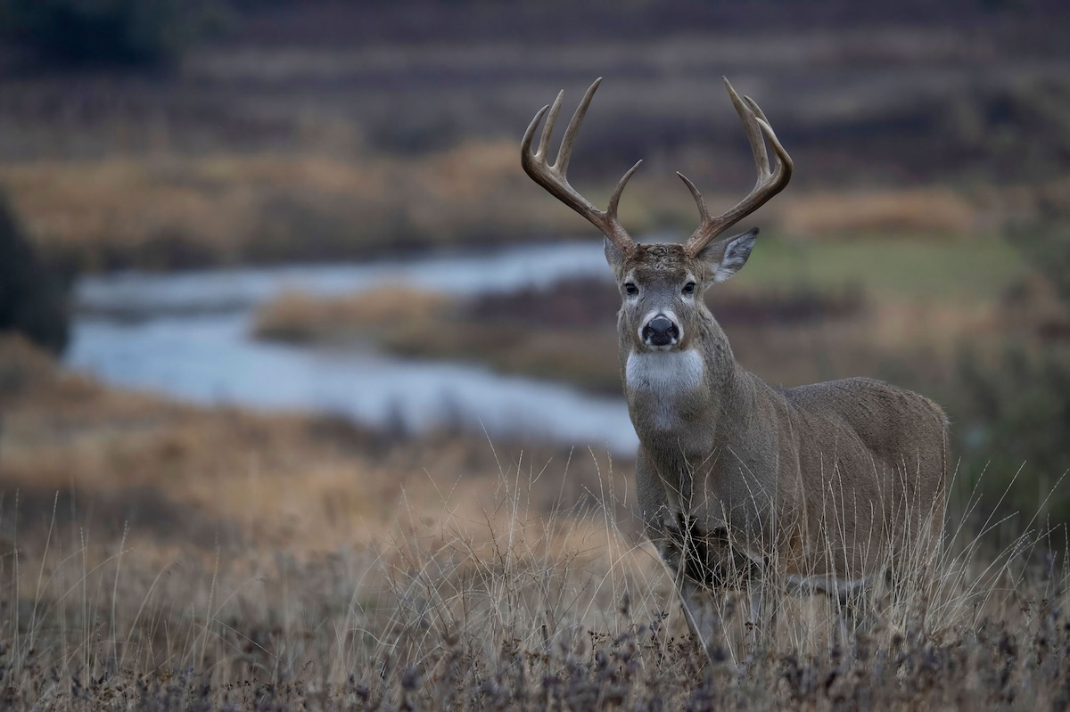 Late Season Western Deer Hunting
