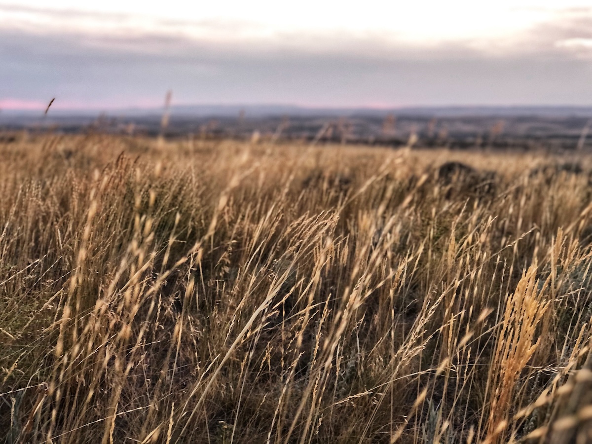 Best Spots For Calling Winter Coyotes 10 Pv94