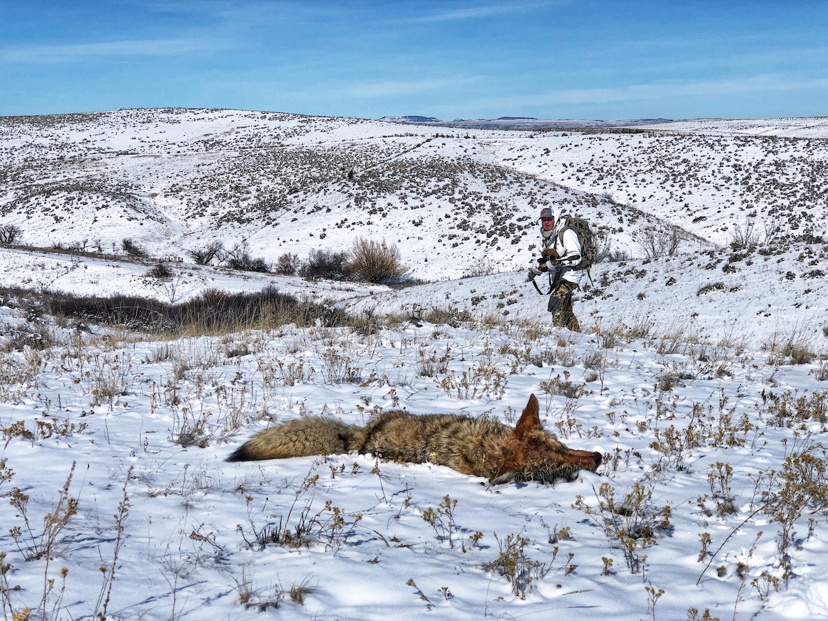 Best Spots For Calling Winter Coyotes 11 Ch933