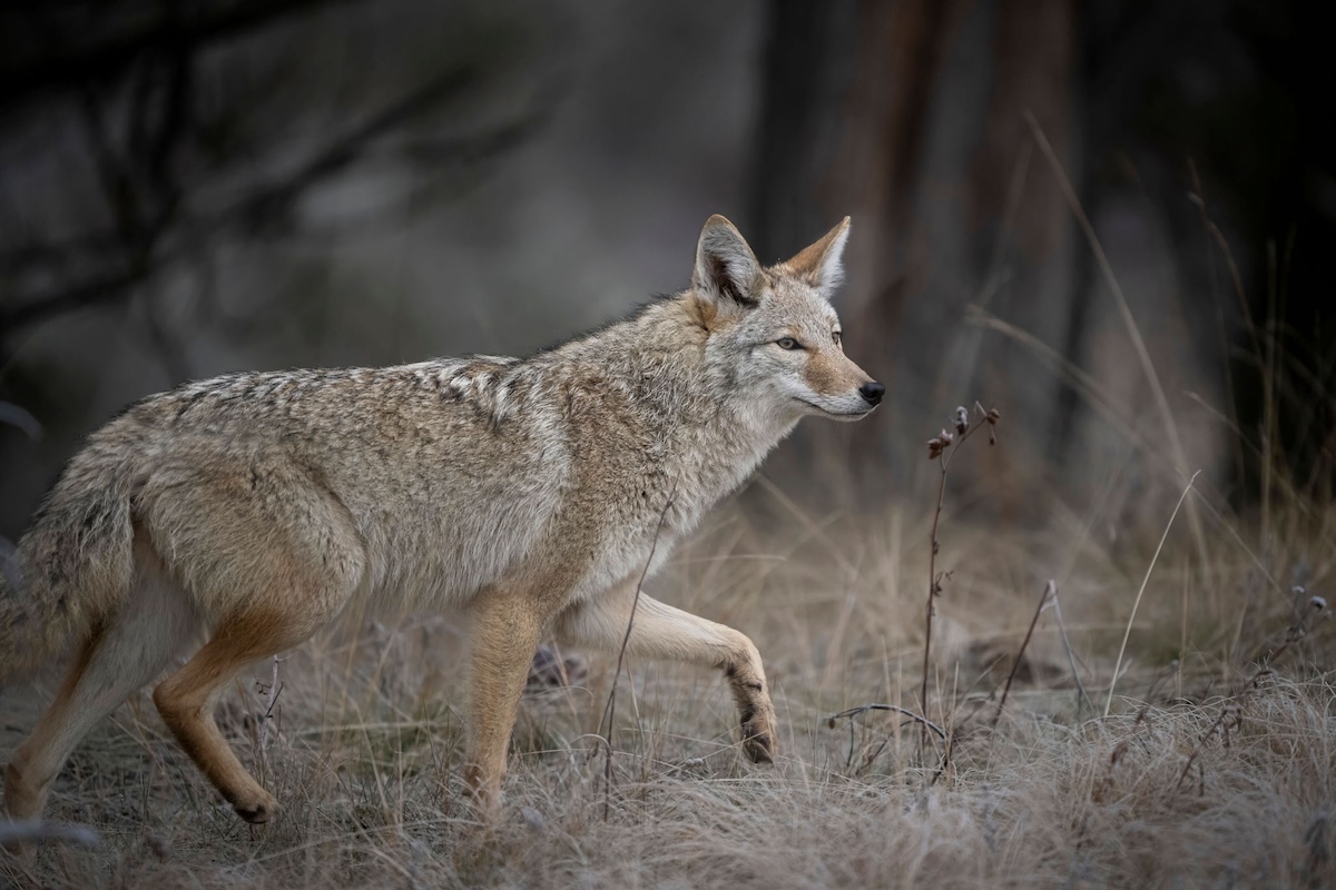 Best Spots For Calling Winter Coyotes 2