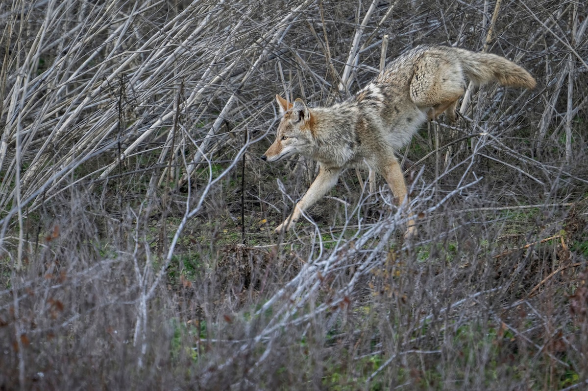 Best Spots For Calling Winter Coyotes 5