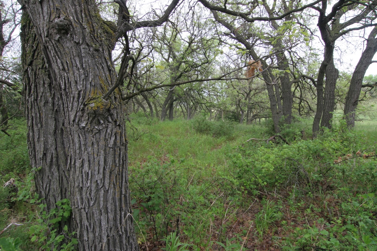 Best Spots For Calling Winter Coyotes 7 Pv59