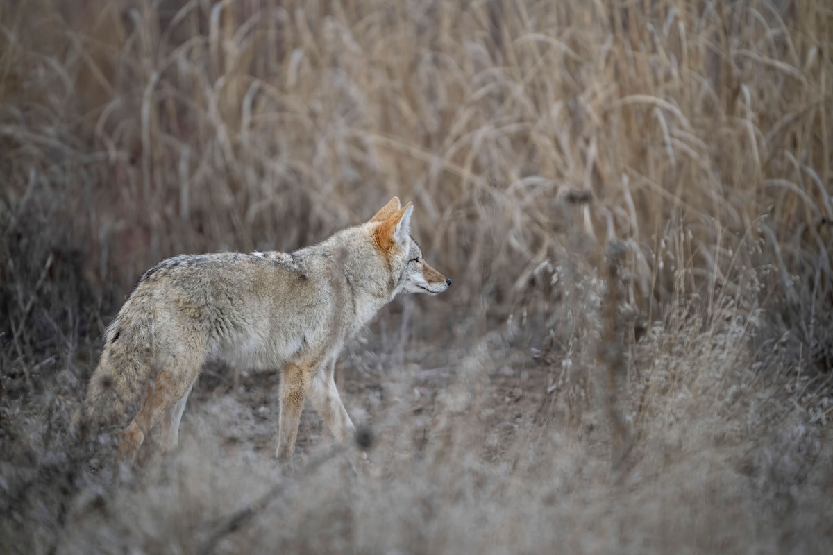 Best Spots For Calling Winter Coyotes 8