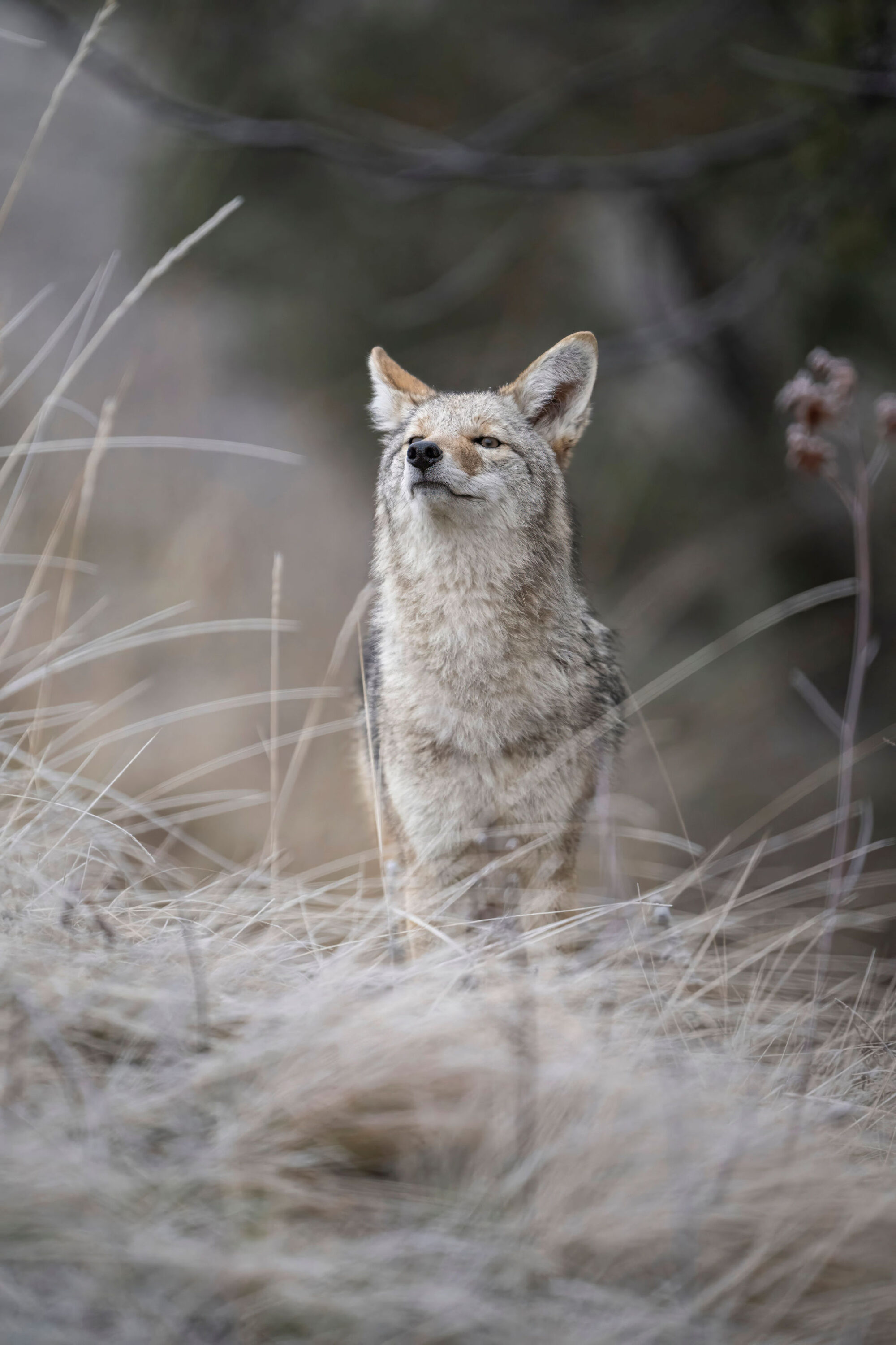 Hunting Coyote Bedding Areas