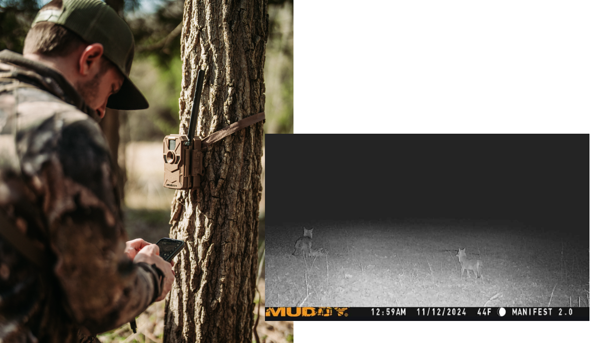 Hunting Coyote Bedding Areas