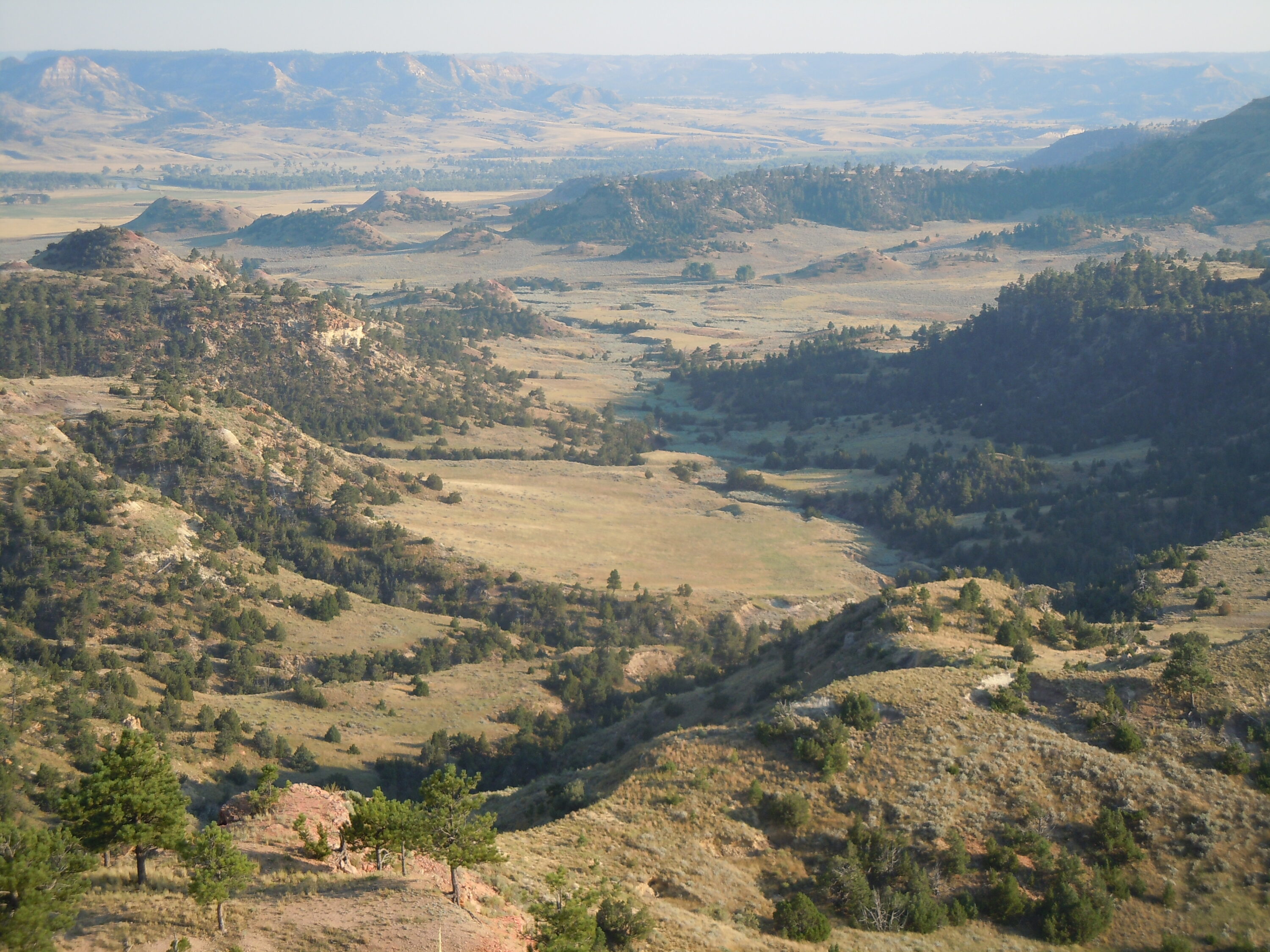 Hunting Coyote Bedding Areas Ms53