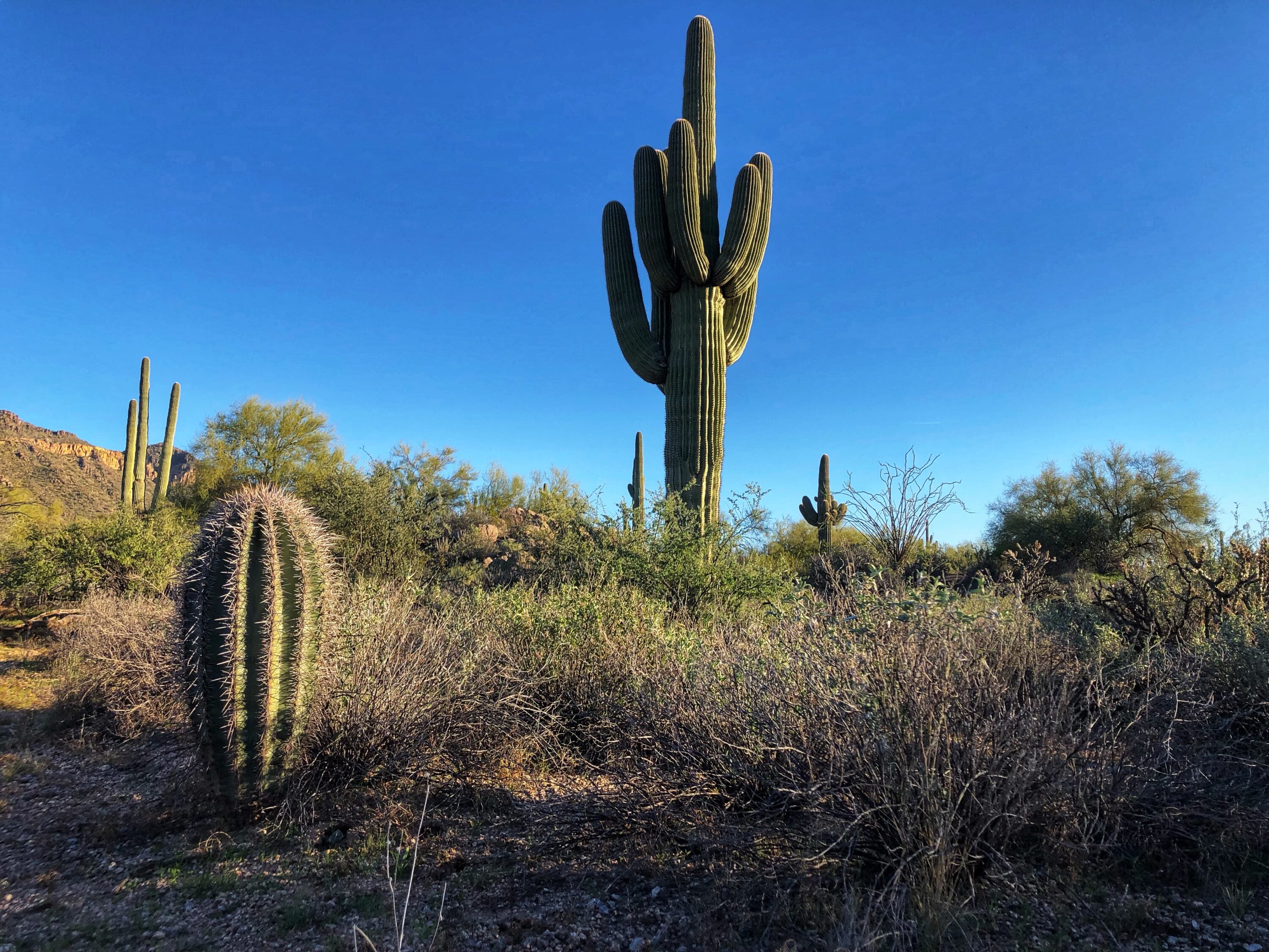 Hunting Coyote Bedding Areas Df15