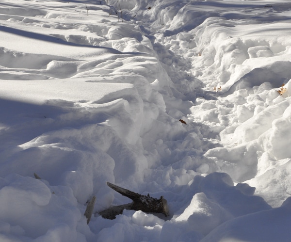 Advanced Shed Hunting Tactics