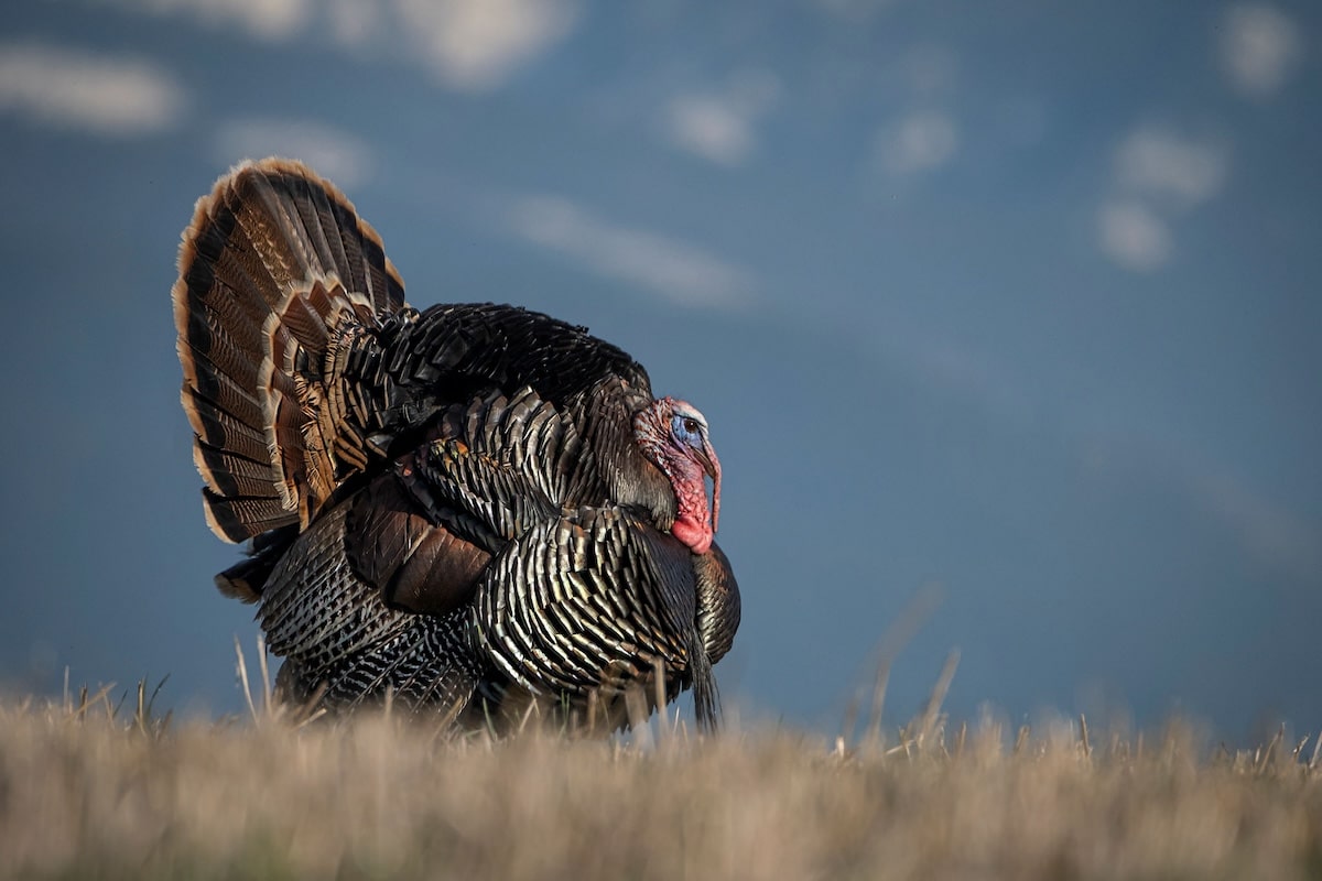 The 2025 Spring Turkey Season Forecast - HuntStand