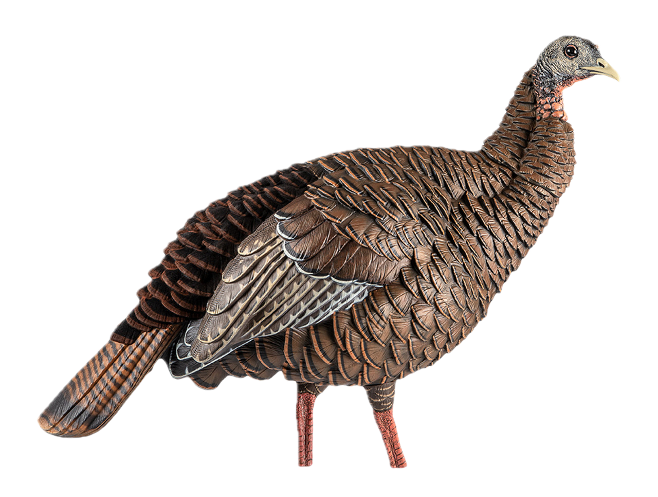 Avian X Hdr Hen