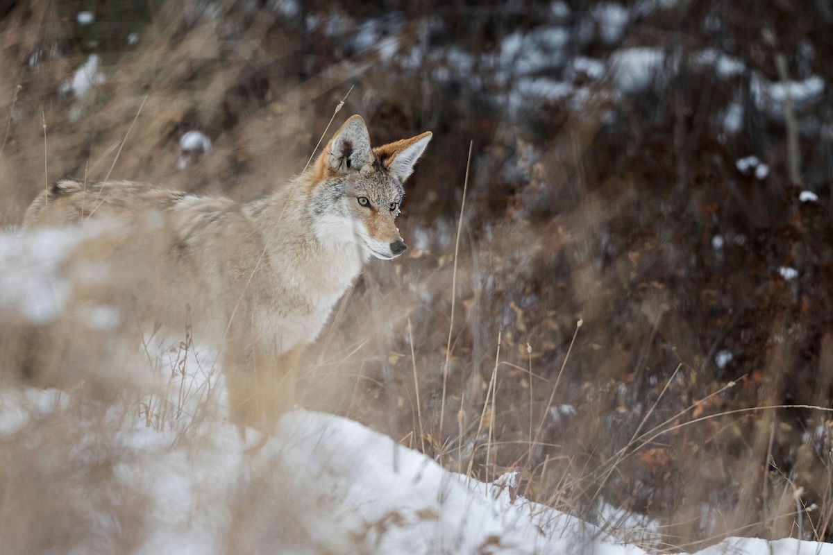 How to Hunt Coyotes
