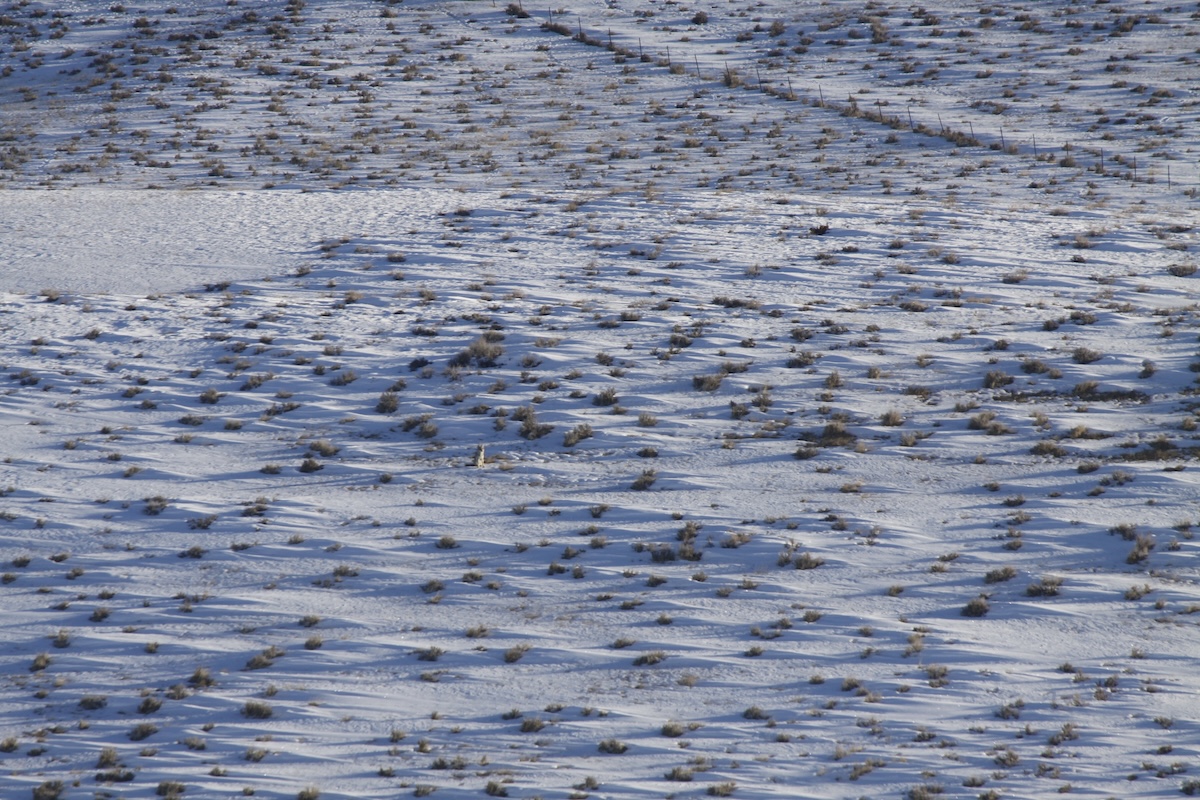 How to Hunt Coyotes