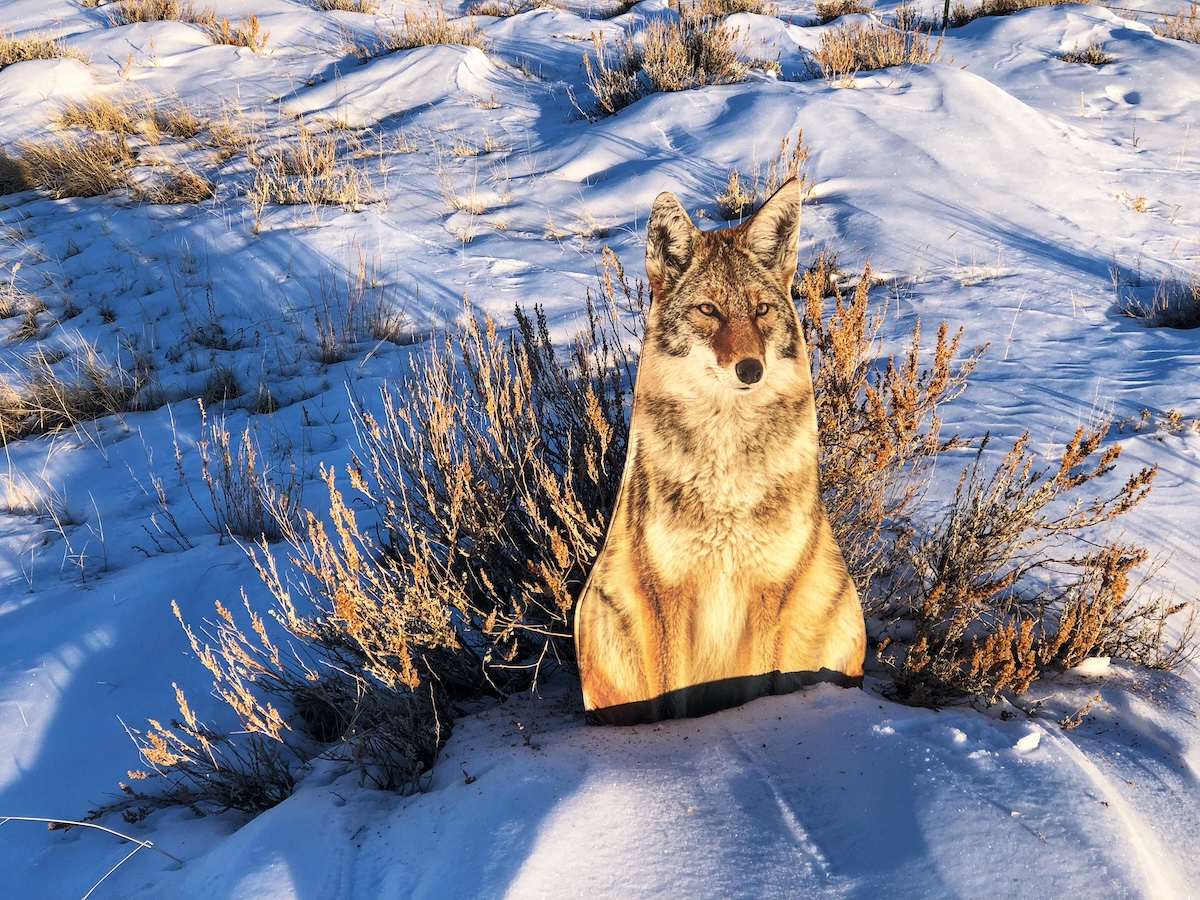 How to Hunt Coyotes