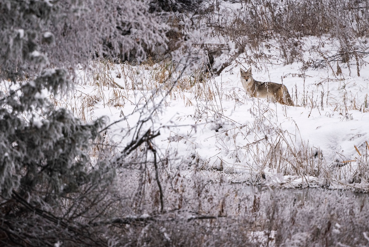 How to Hunt Coyotes