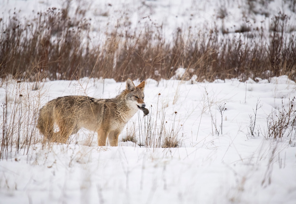 How to Hunt Coyotes