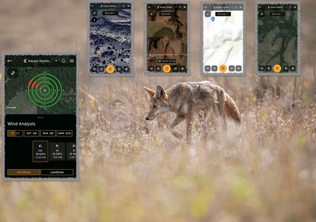 How to Hunt Coyotes