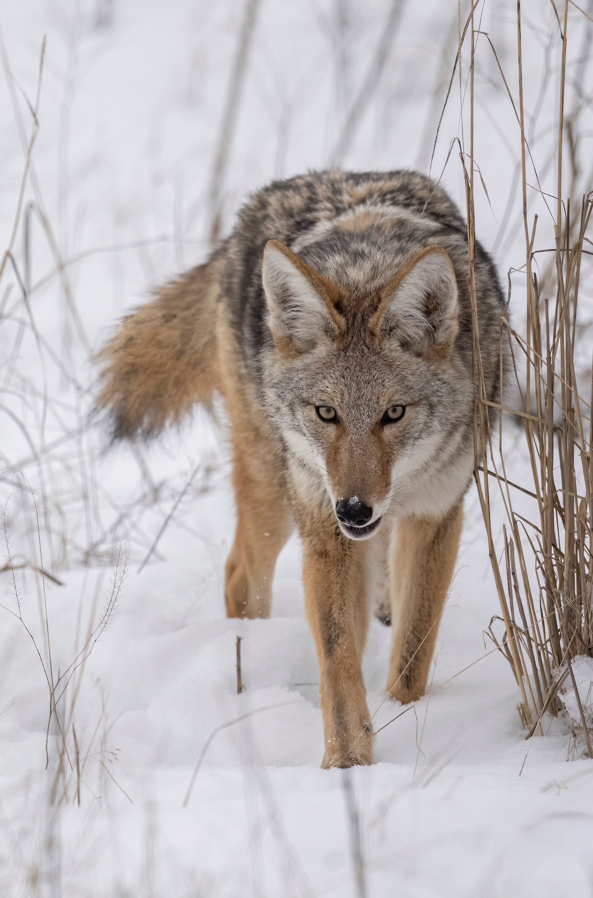 Tips For Late Season Coyote Hunting 2