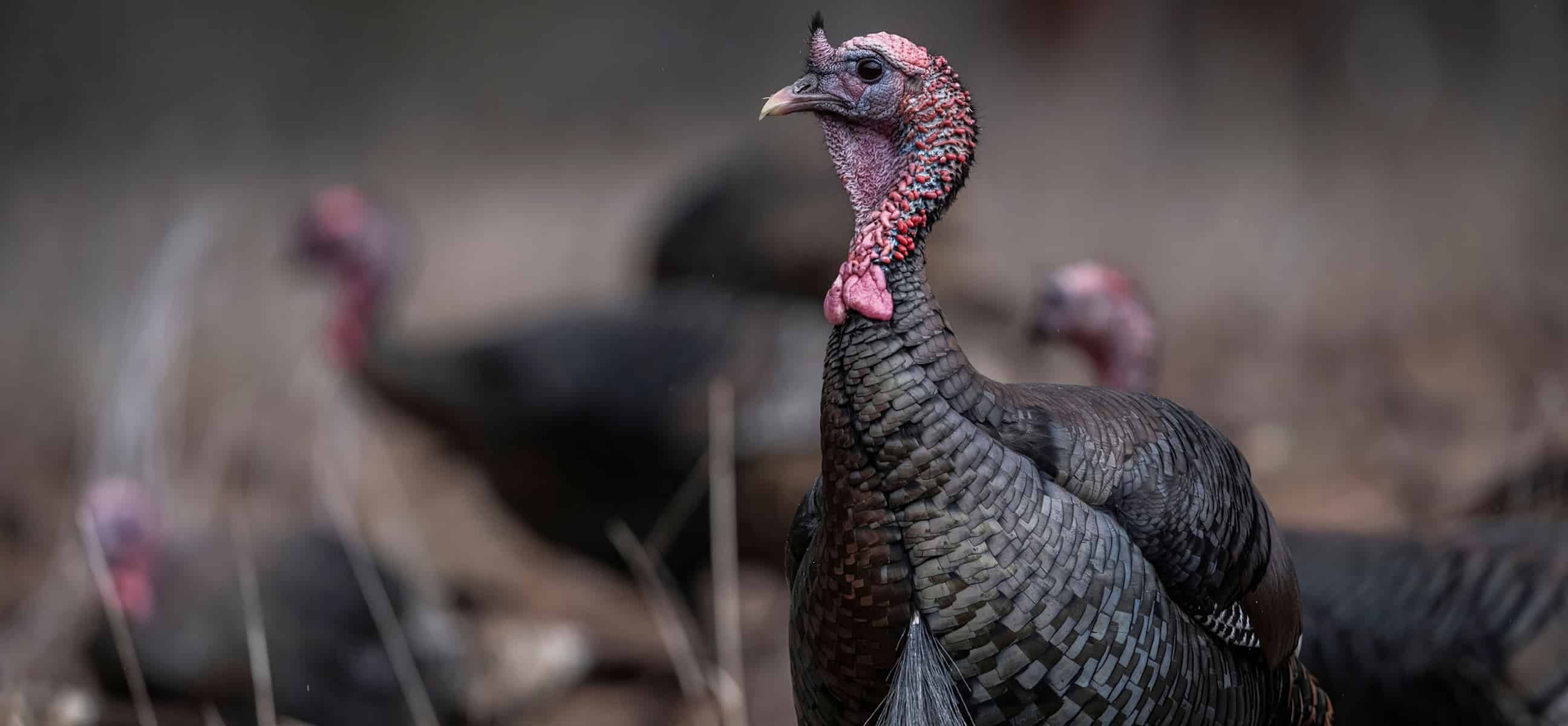 How to Hunt Eastern Wild Turkeys - HuntStand