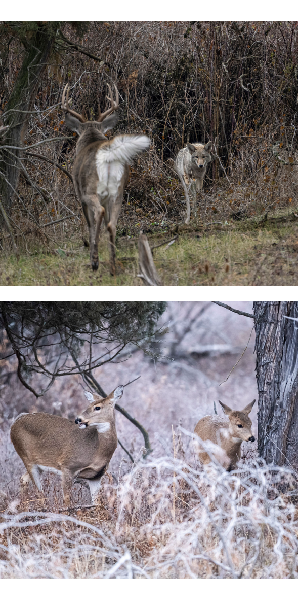 How To Hunt Late Season Coyotes 3