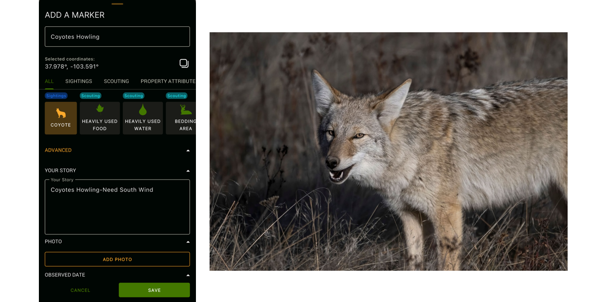 How To Hunt Late Season Coyotes 7