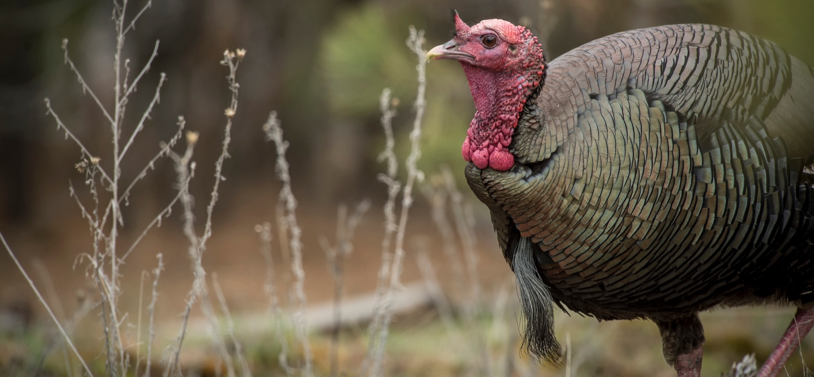 How to Hunt Eastern Wild Turkeys - HuntStand