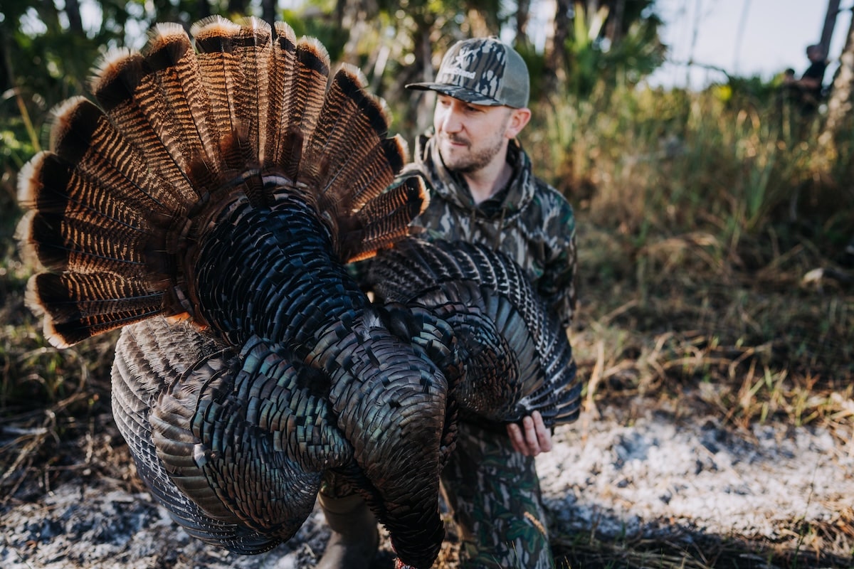 Surprising Facts About Wild Turkeys - HuntStand