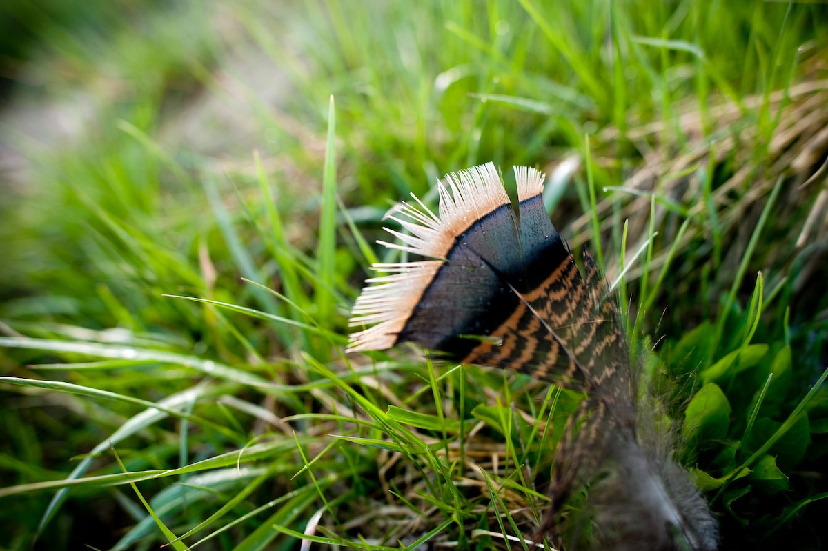 Best Ways To Improve Your Land For Wild Turkeys