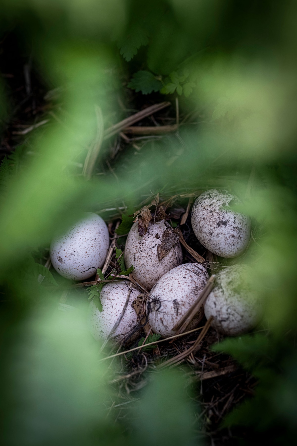 Best Ways To Improve Your Land For Wild Turkeys