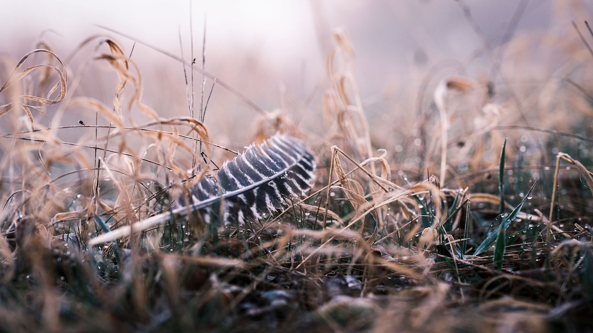 Best Ways To Improve Your Land For Wild Turkeys