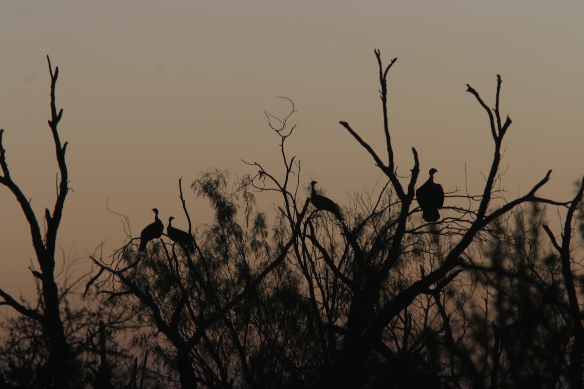 Biggest Threats To The Wild Turkey