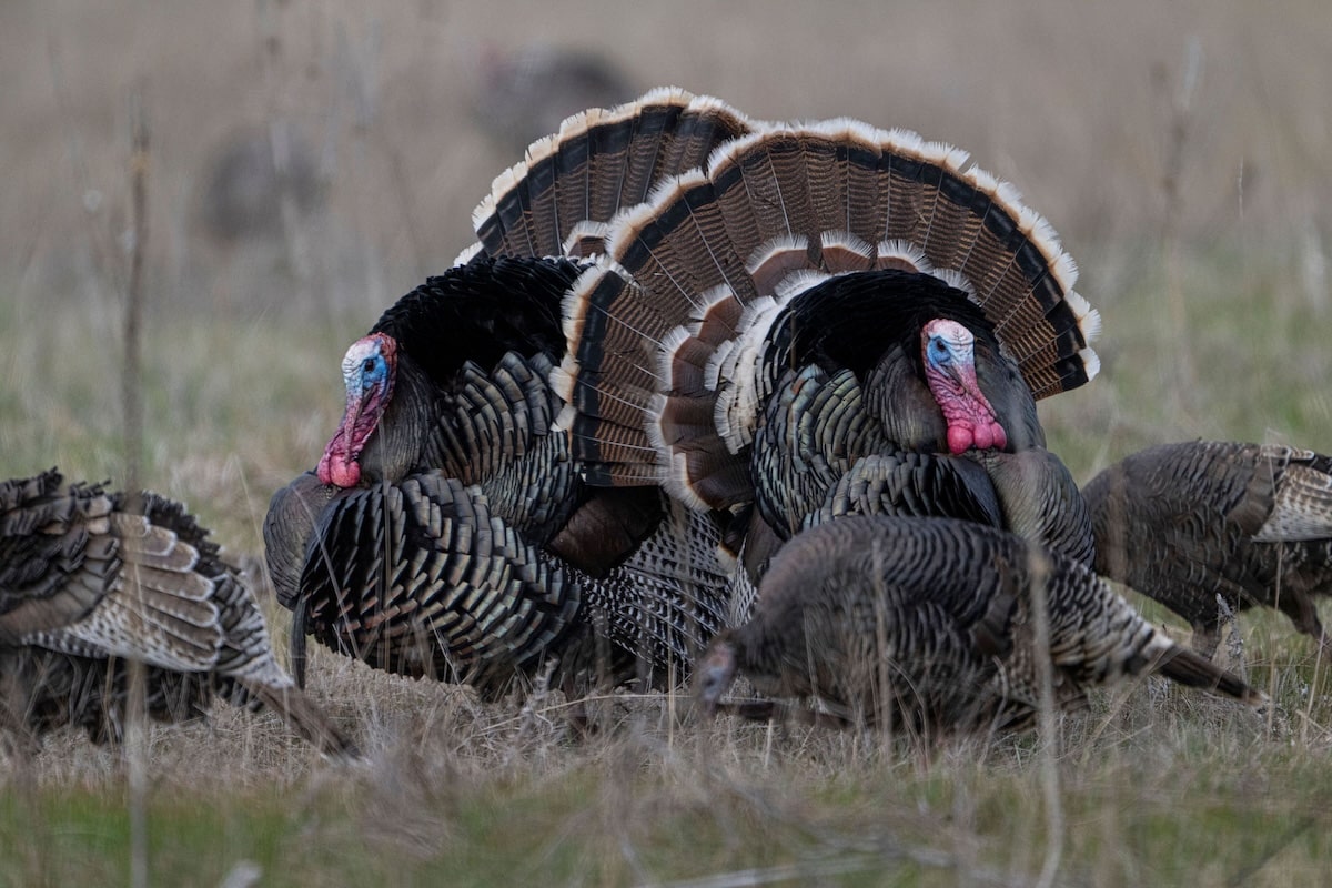 How to Hunt Gould’s Wild Turkeys