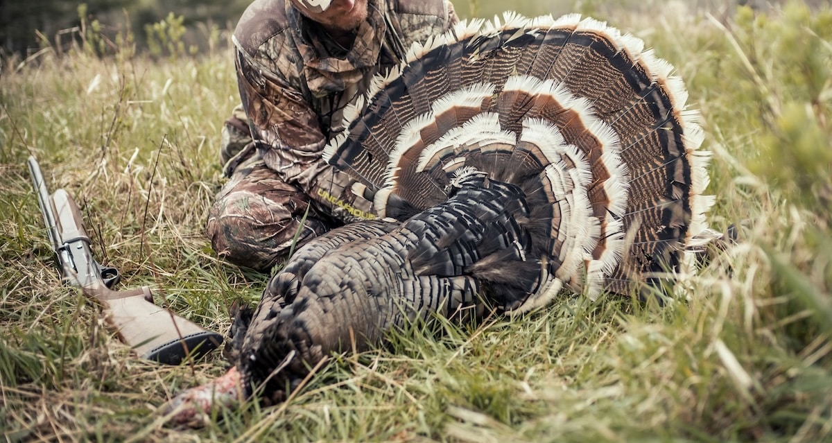 How to Hunt Gould’s Wild Turkeys