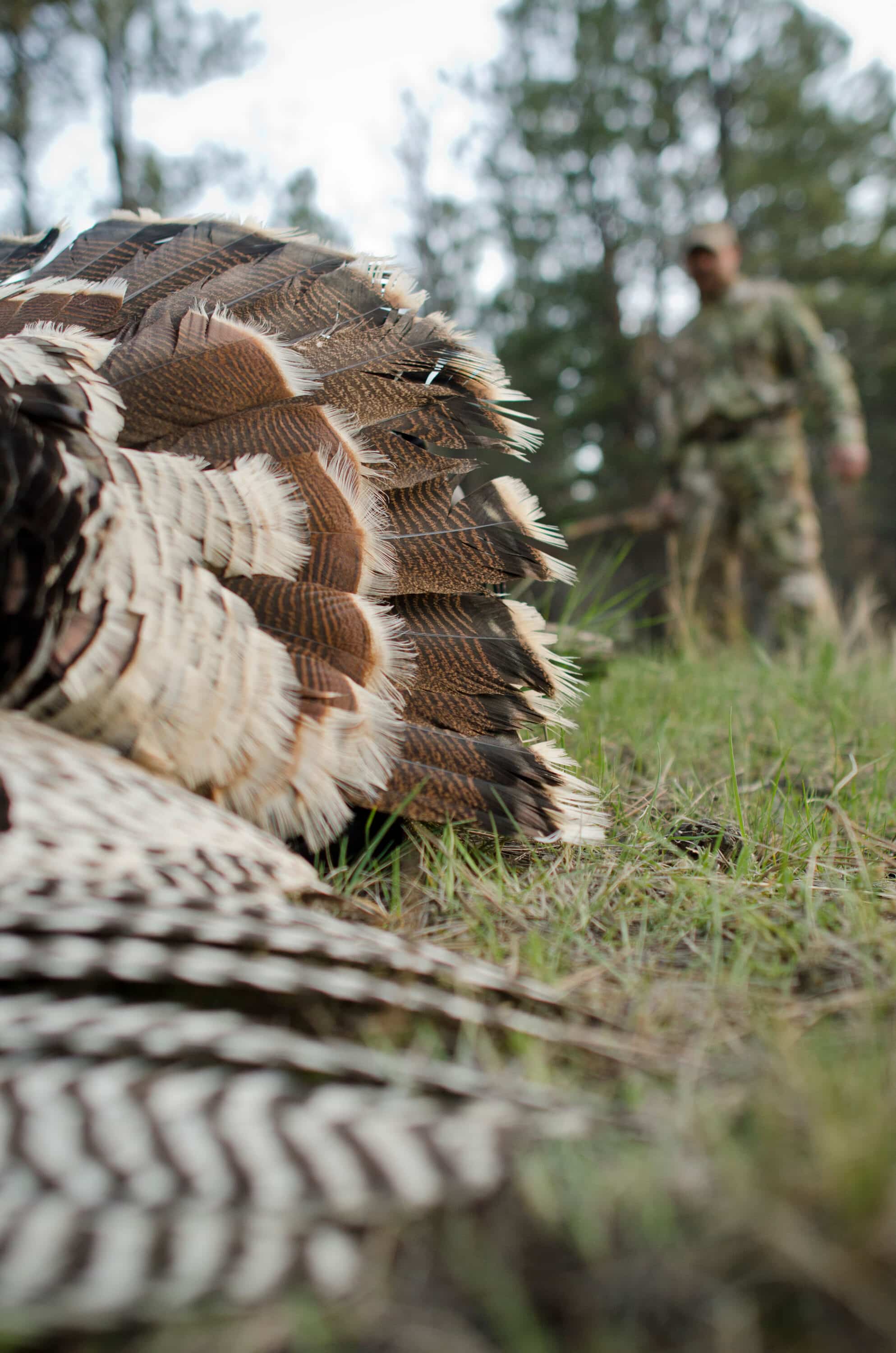 How to Hunt Gould’s Wild Turkeys