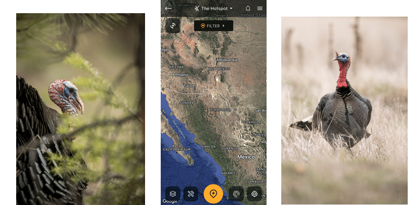 How to Hunt Gould’s Wild Turkeys