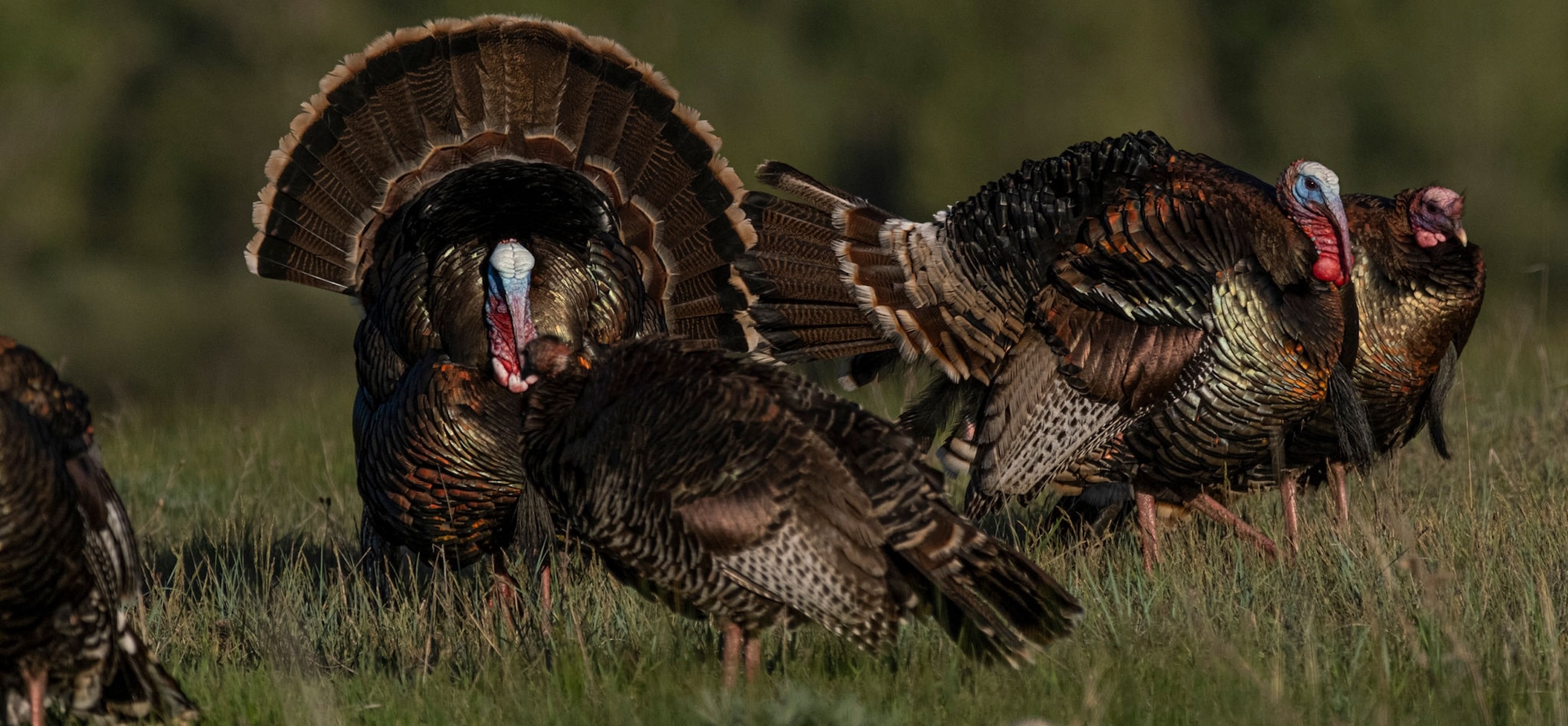 How to Hunt Midwestern Turkeys - HuntStand