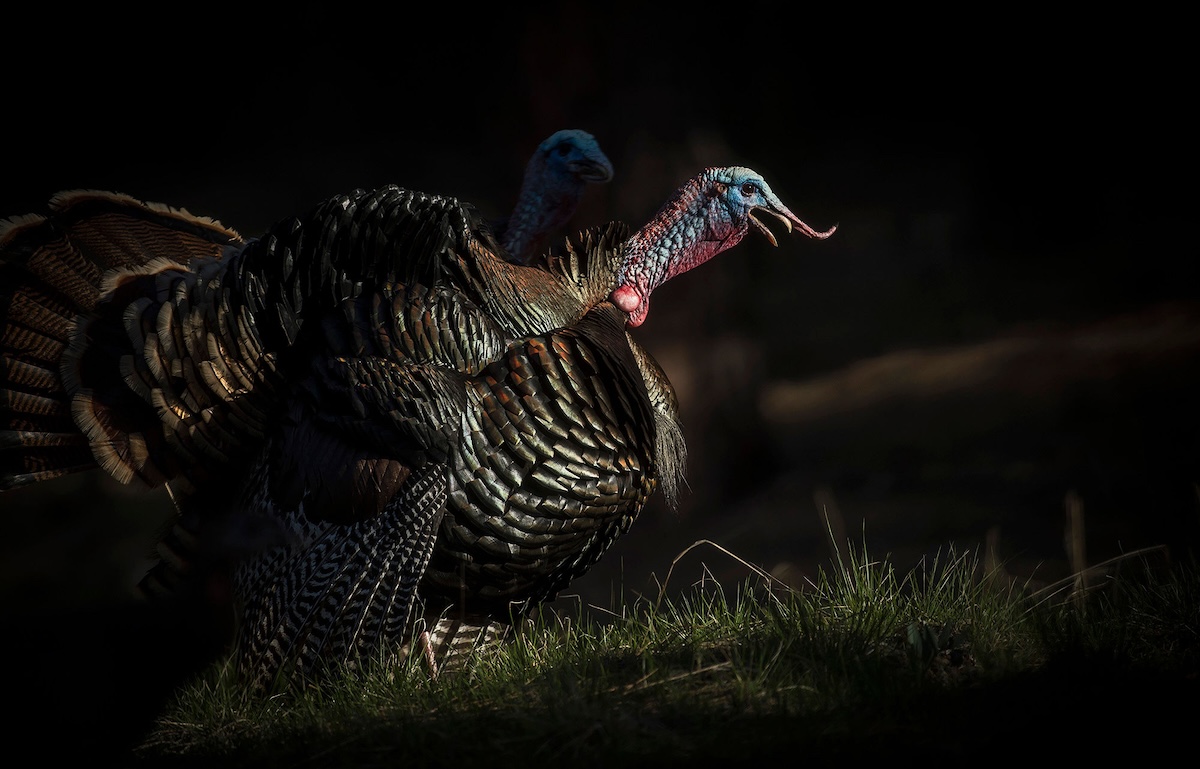 How To Hunt Midwestern Turkeys