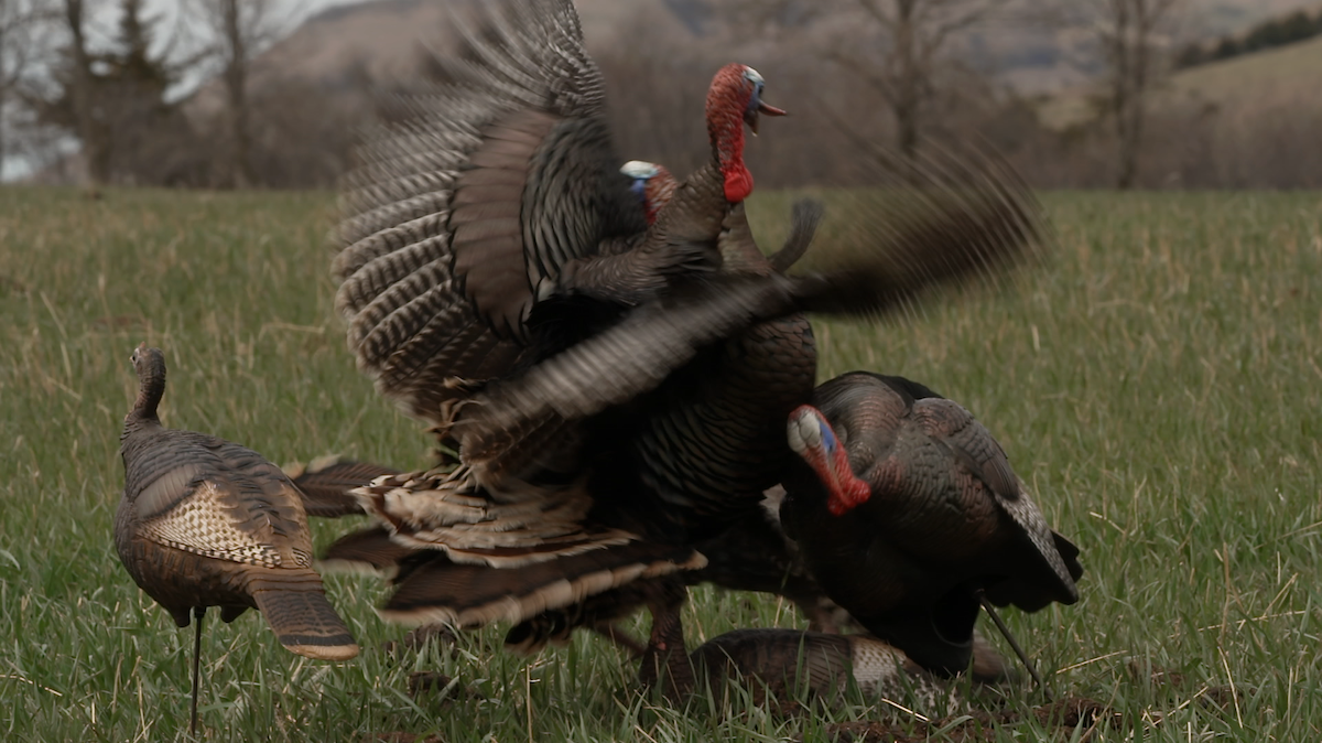 How To Hunt Midwestern Turkeys