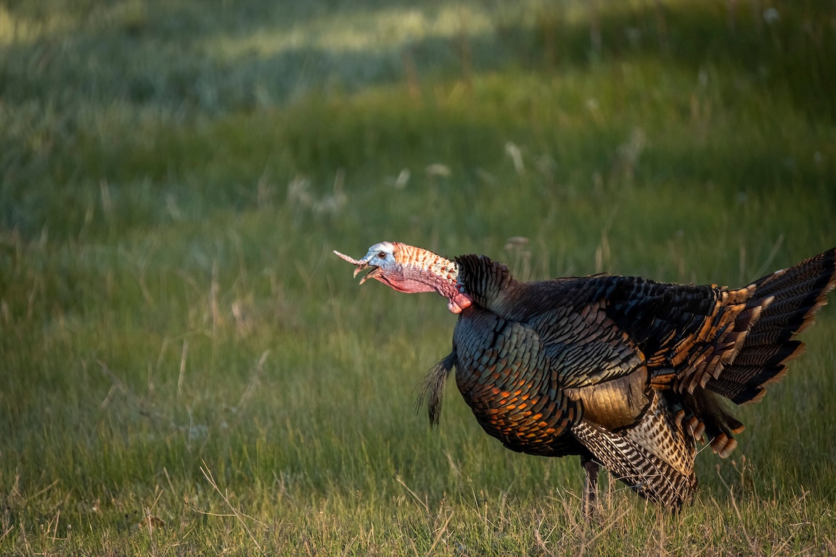 How To Hunt Midwestern Turkeys