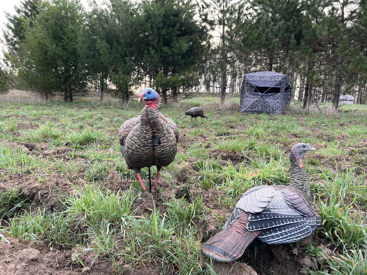 How To Hunt Midwestern Turkeys