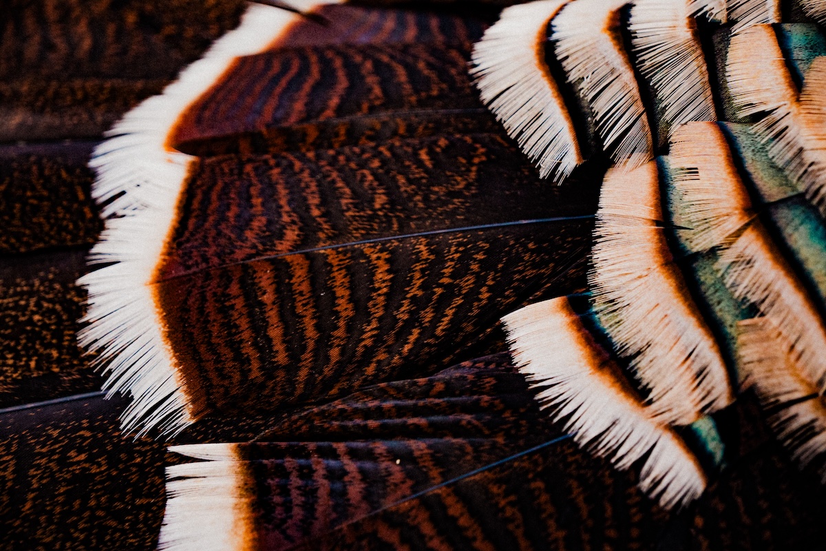 How To Hunt Rio Grande Turkeys