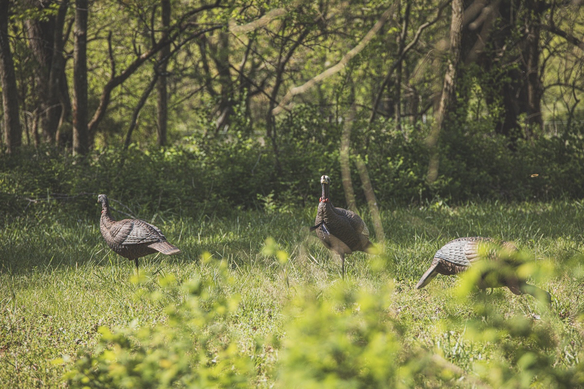 How To Hunt Rio Grande Turkeys
