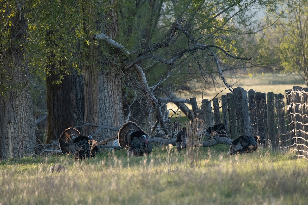 Backcountry Turkey Hunting