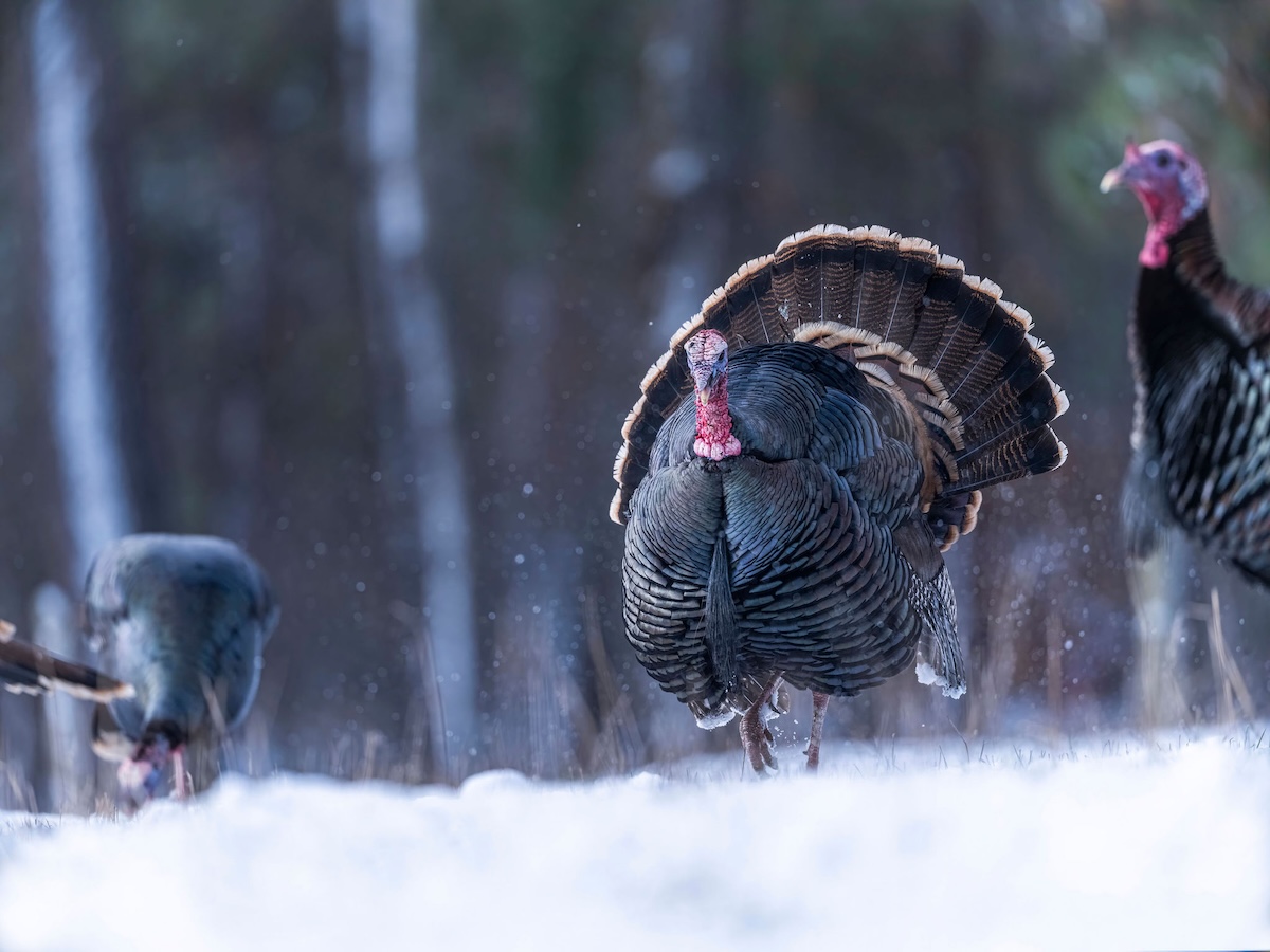 Backcountry Turkey Hunting